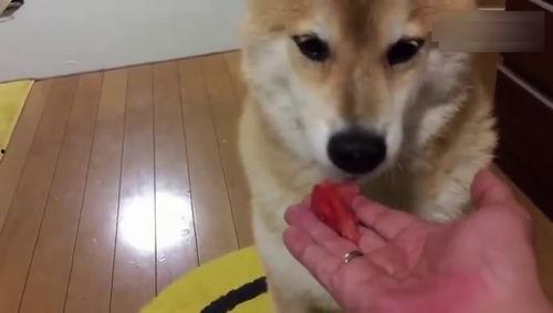 狗狗吃瓜怕被看见,秒变“小偷”的瞬间