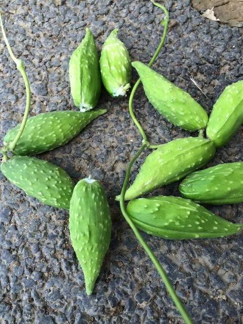 孕妇吃小白瓜好吗,孕妇食用小白瓜的益处与注意事项