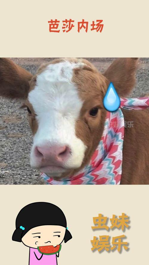 陕西抖音最新吃瓜,最新吃瓜事件，揭秘幕后真相！