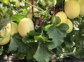 界首温馨家园吃瓜