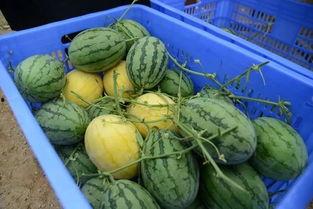 金提莫吃瓜,揭秘娱乐圈幕后真相