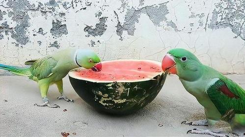 鹦鹉吃瓜技巧,轻松掌握瓜果美味新技巧
