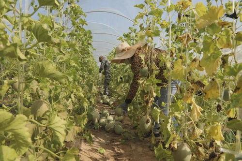 chigua吃瓜军团,网络舆论场中的独特力量