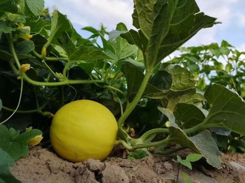 吃蜜瓜舌根发苦,揭秘舌根发苦的奇妙现象