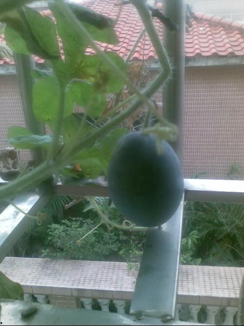 阳台吃瓜图片