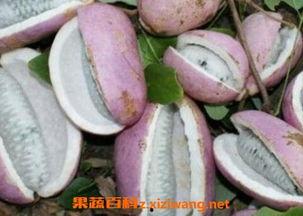 八月瓜是堇瓜吗怎么吃