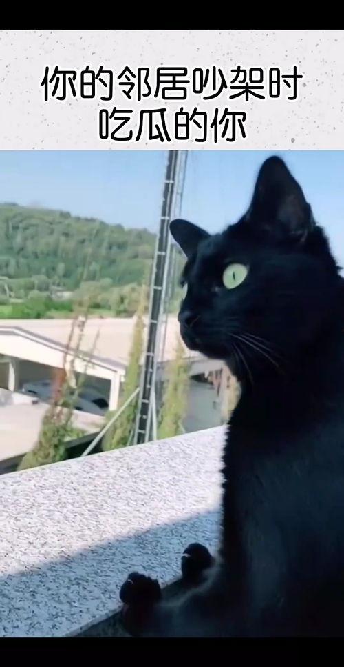 吃邻居吵架的瓜