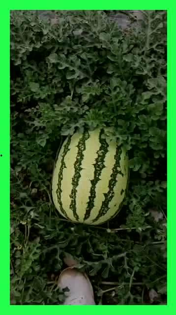 天天吃瓜地址,网络热点的幕后故事