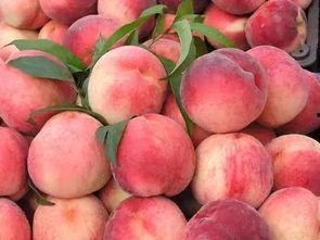 吃瓜群众小桃子,吃瓜群众的趣味生活点滴