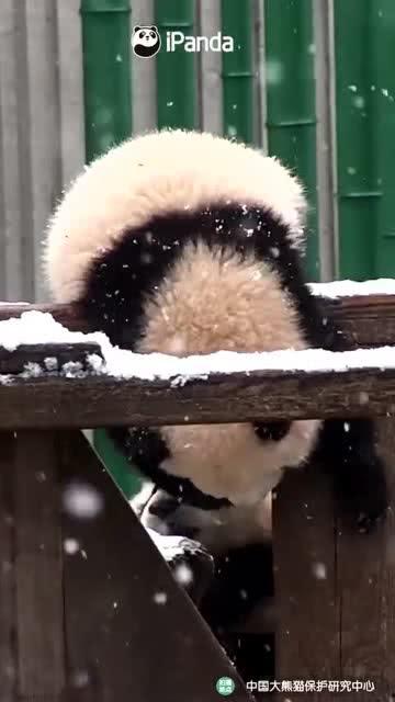 吃瓜小熊live,揭秘娱乐圈幕后故事