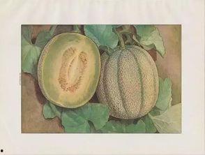 吃啥蜜瓜好吗,吃啥蜜瓜真的好吗？