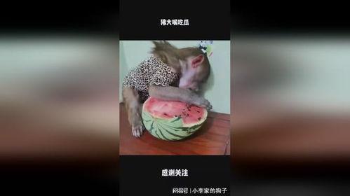 大嘴吃瓜特效,揭秘娱乐圈幕后真相！