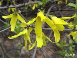 中南林业吃瓜,揭秘校园里的“吃瓜”文化现象