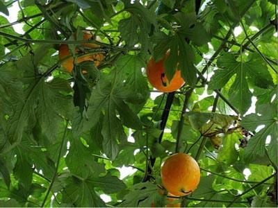 小孩吃吊瓜,小家伙的吊瓜初体验