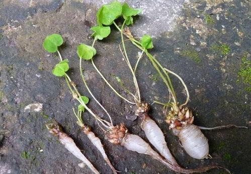 望月草吃瓜,一场跨越时空的美食之旅