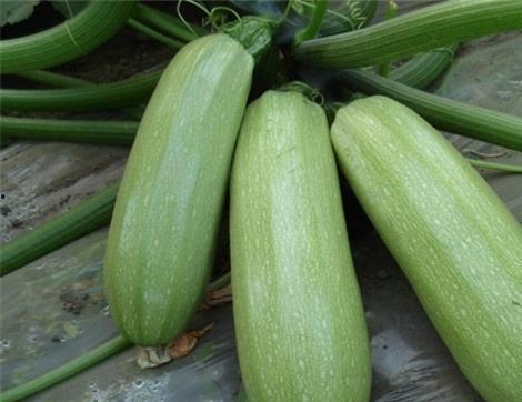 吃茄瓜对人有什么好处吗