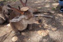 鹿神吃瓜,揭秘娱乐圈背后的那些事儿