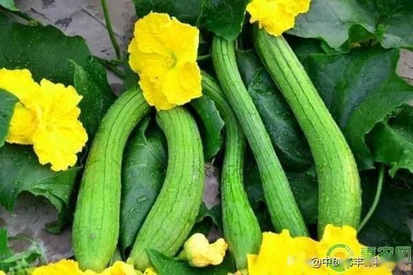 凉瓜叶子可以吃吗怎么吃,健康美味两不误