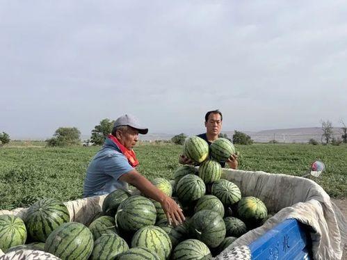 吃瓜沂南,吃瓜沂南，品味地方特色