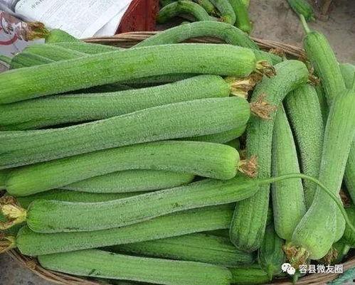 就喜欢吃瓜,探寻那些令人垂涎的瓜类美味