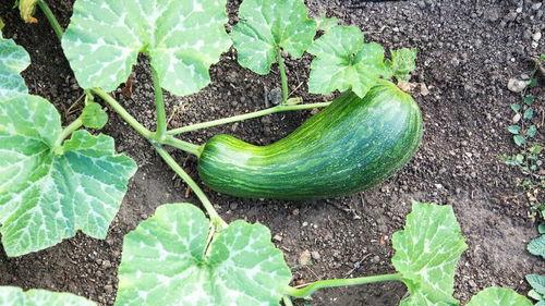 黄瓠瓜怎么吃最好,解锁美味新境界