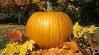 诸暨户外吃瓜,吃瓜群众的欢乐时光