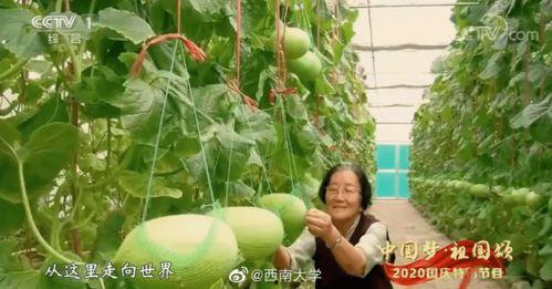 瓜老师吃瓜中心,揭秘娱乐圈幕后风云